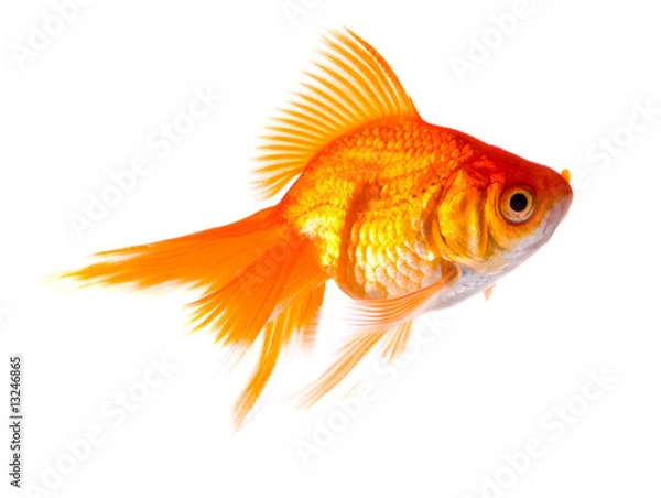 Fototapeta Gold fish.