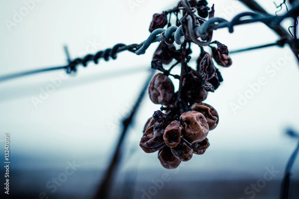 Obraz vergessene Trauben im Winter