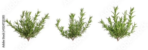 Fototapeta green grass isolated on white