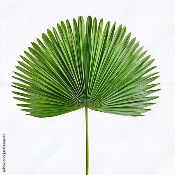 Fototapeta Single vibrant green palm frond against a stark white background.  The leaf's intricate details are beautifully showcased.