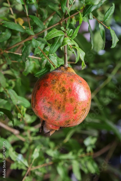 Obraz Ripe pomegranate fruit on tree.