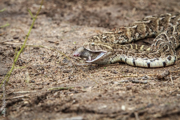 Fototapeta Puff adder feeding on a mouse.
