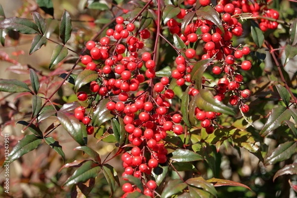 Obraz 南天　冬　赤い実