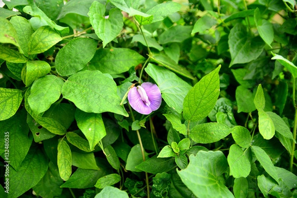 Obraz Flowers and plants.