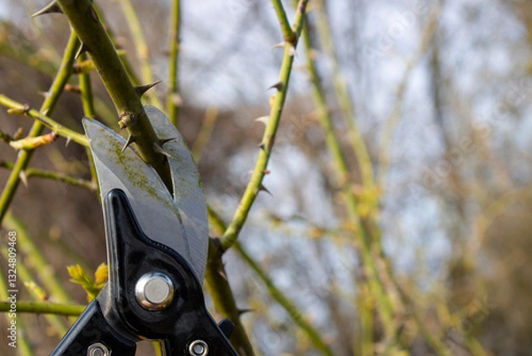 Obraz Pruning Branches With Hand Shears in a Seasonal Gardening Activity