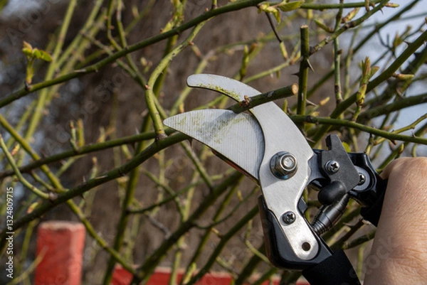 Obraz Rose pruning and gardening. Spring flower pruning.