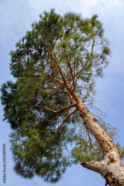 Obraz Beautiful View of a Tall Pine Tree Against a Clear Blue Sky