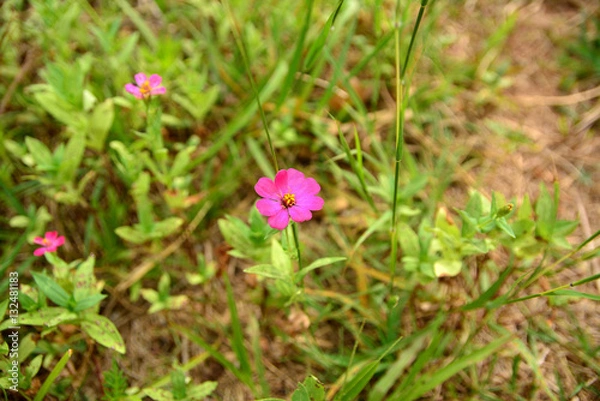 Obraz Flowers and plants.