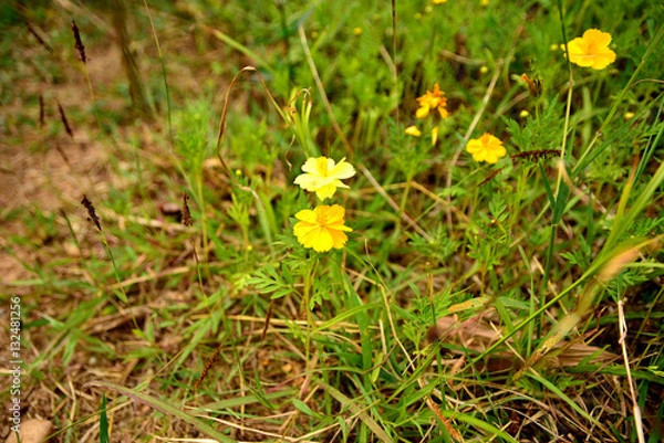 Obraz Flowers and plants.