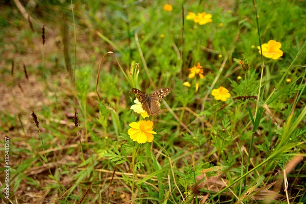 Obraz Flowers and plants.