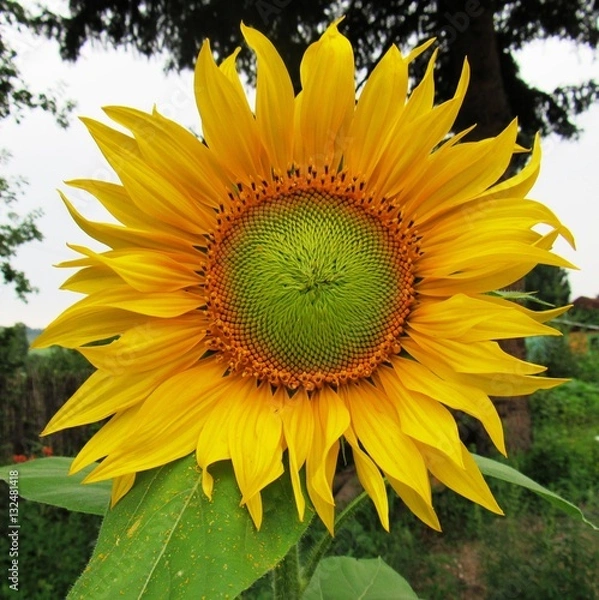 Fototapeta В саду расцвёл подсолнух.......