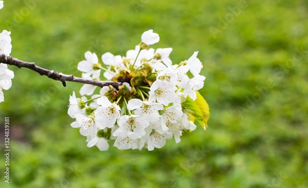 Obraz Cherry tree blooms with white flowers in early spring in the garden