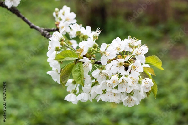 Obraz Cherry tree blooms with white flowers in early spring in the garden