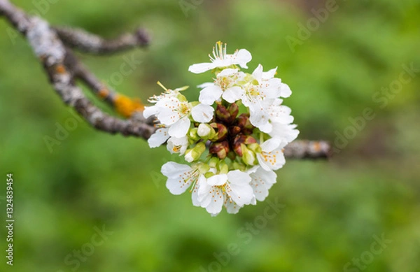 Obraz Cherry tree blooms with white flowers in early spring in the garden