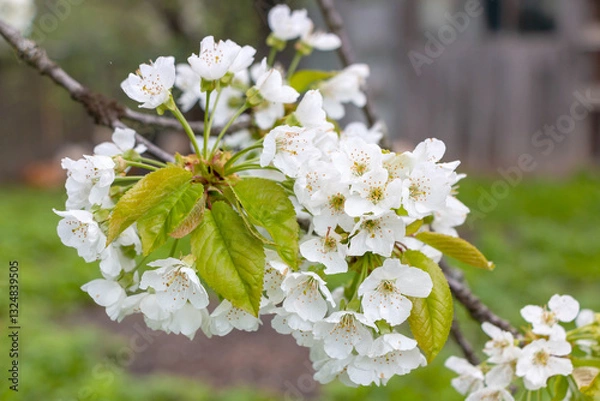 Obraz Cherry tree blooms with white flowers in early spring in the garden