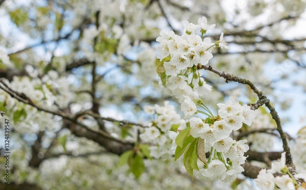 Obraz Cherry tree blooms with white flowers in early spring in the garden