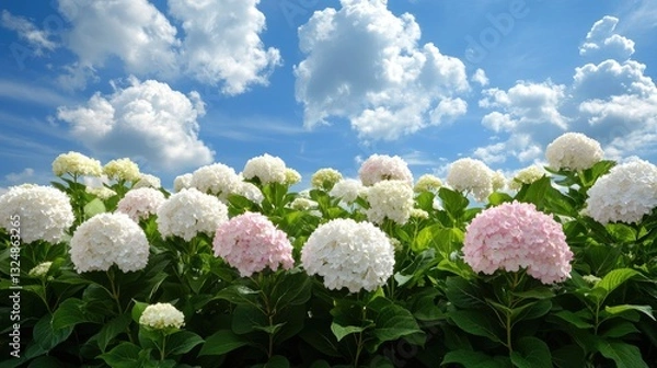 Fototapeta Vibrant hydrangea field with pink and white blooms under a bright blue sky during a sunny day in nature