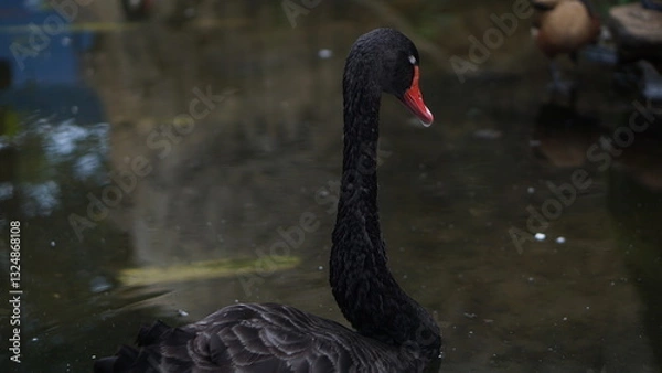 Fototapeta Portrait
Black Swan (Cygnus atratus) Large Water Bird Flapping Its Wings on the Shore of a Lake. Close Up Shot