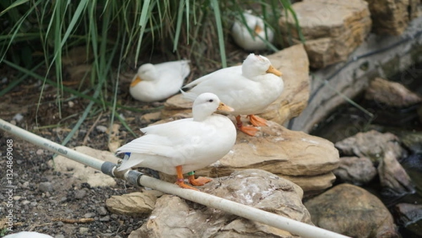 Fototapeta White duck walking on the bank of a small river. Pekin duck, Aylesbury duck, Anas platyrhynchos domesticus in the zoo.