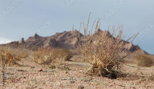 Obraz Desert landscape