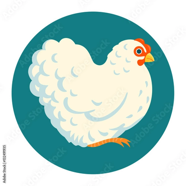Obraz White fluffy chicken vector illustration cartoon style