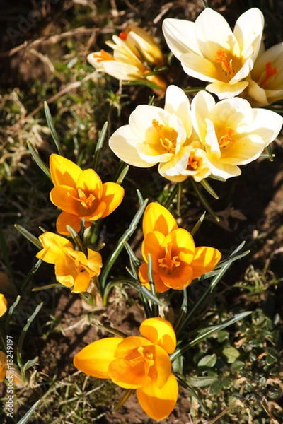 Obraz rich spring flowers