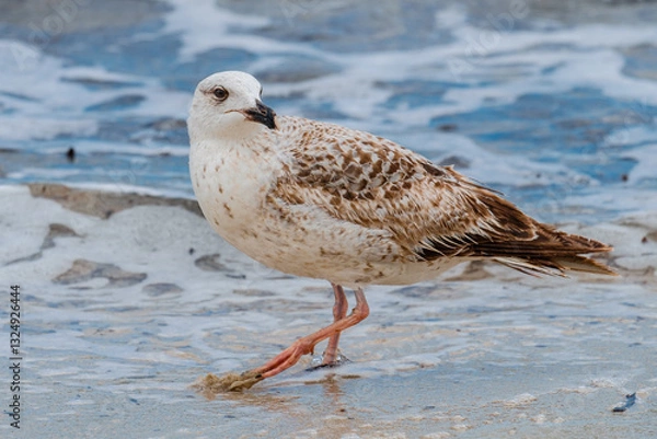 Obraz A Audouin's gull at the beach.