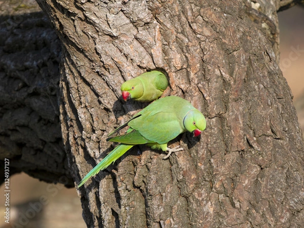Obraz Ring-necked parakeet, Psittacula krameri