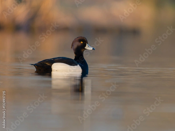 Fototapeta Tufted duck, Aythya fuligula