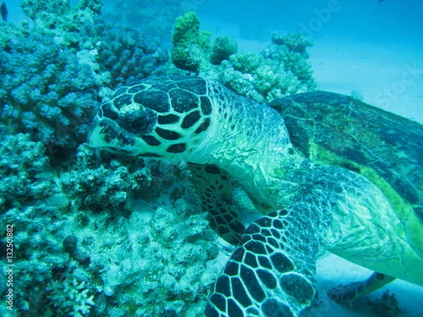 Fototapeta Meeresschildkröte