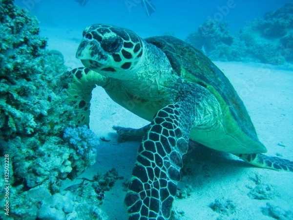 Obraz Meeresschildkröte