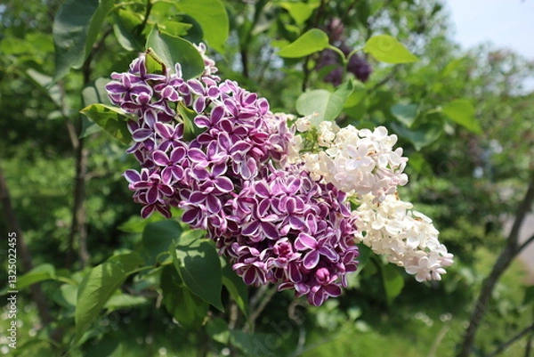 Obraz Purple Lilacs