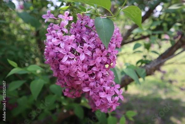 Obraz Purple Lilacs