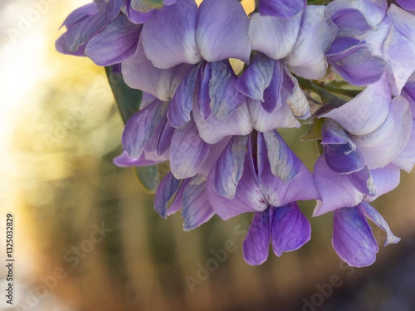 Fototapeta Cluster of Mountain Laurel blossoms with cactus behind in bokeh of  spring macro photo taken in Tucson, Arizona, United States