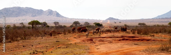 Obraz Elephants and zebras in the savannah in Kenya
