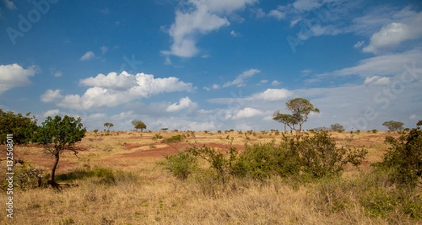Fototapeta Landscape in Kenya, grassland with some trees and blue sky with clouds