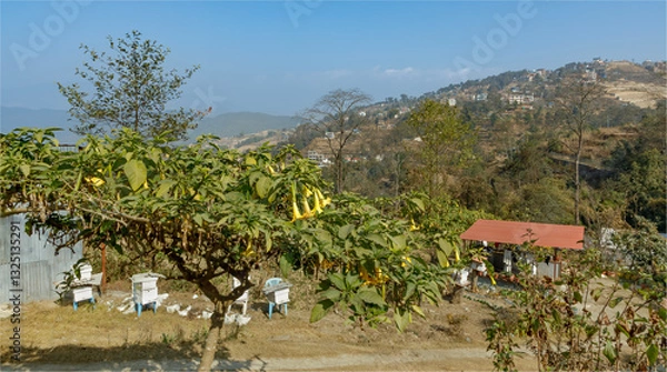 Obraz Looking down a hill at a Brugmansia tree and bee hives