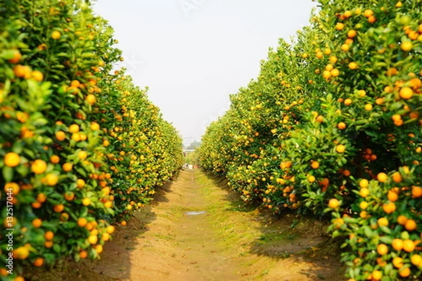 Obraz Growing Tangerines at Hanoi