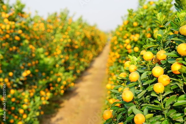 Obraz Uprawa mandarynek w Hanoi