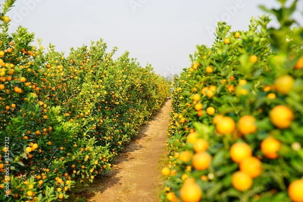 Obraz Growing Tangerines at Hanoi