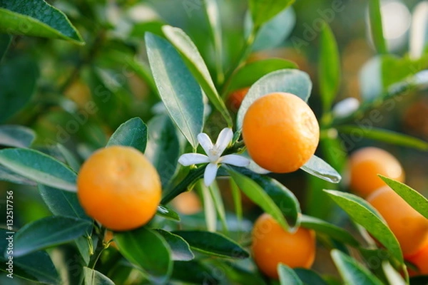 Obraz Growing Tangerines at Hanoi