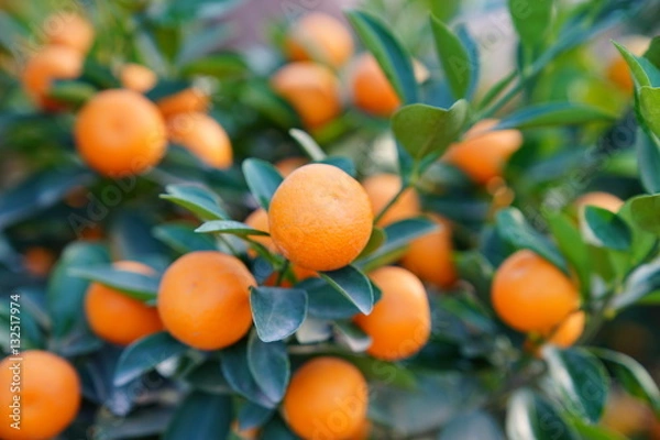 Obraz Growing Tangerines at Hanoi