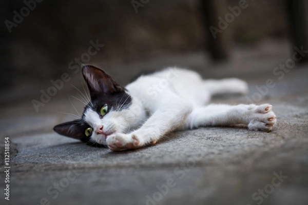 Fototapeta Lazy Kitten