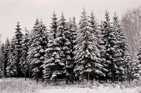 Obraz Fir stand at winter