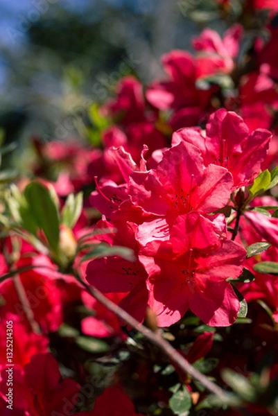 Obraz Bright Red Azalea Flowers