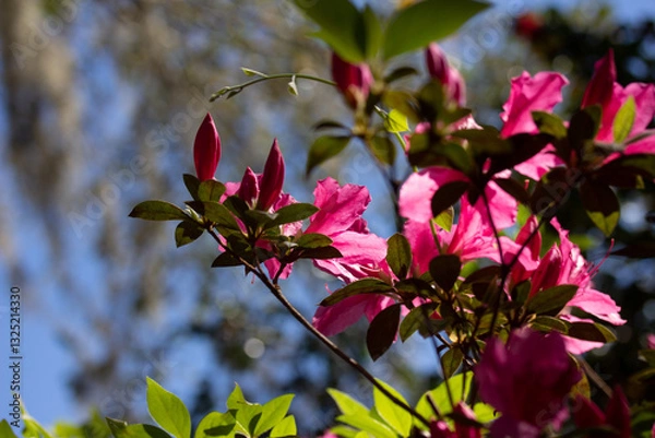 Obraz Pink Azalea Blooms