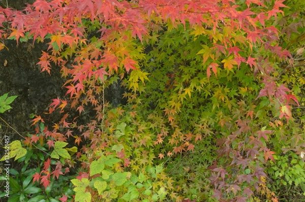 Fototapeta Bright colorful leaves on the branches in the waste line.
