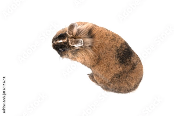 Fototapeta isolated image of a lionhead rabbit