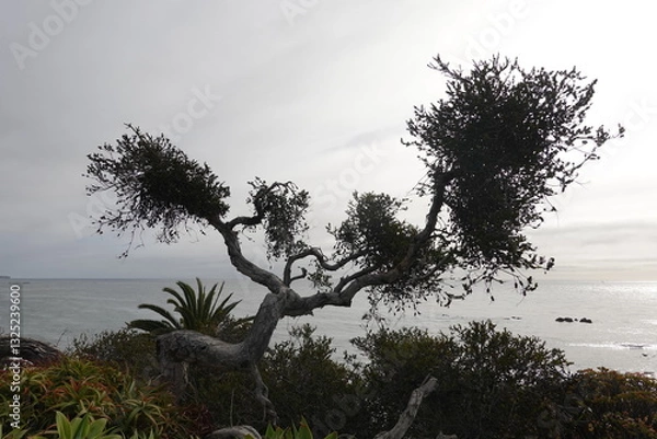 Obraz Laguna Beach, CA - Gorgeous Beach Views
