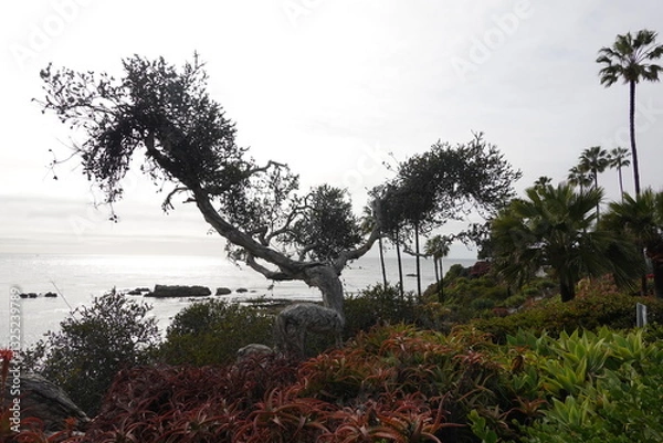 Obraz Laguna Beach, CA - Gorgeous Beach Views